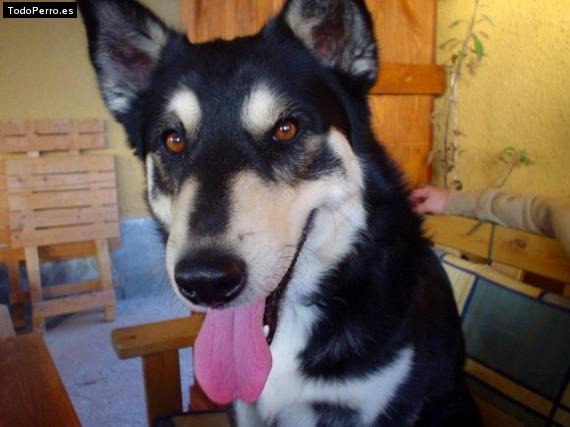 Foto del perro Tango