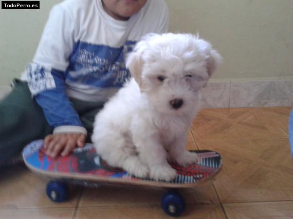 Foto del perro Toby