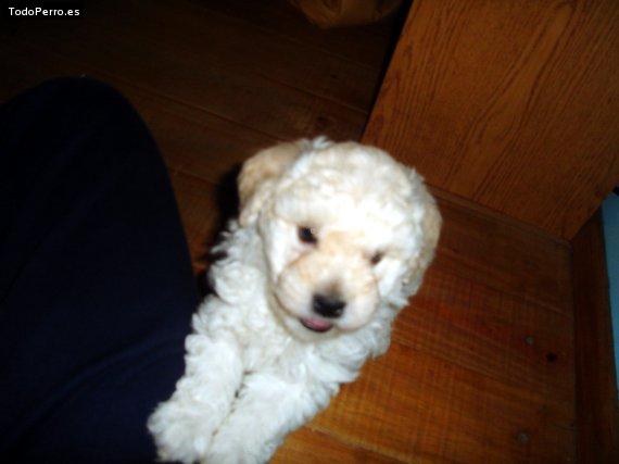 Foto del perro Beethoven