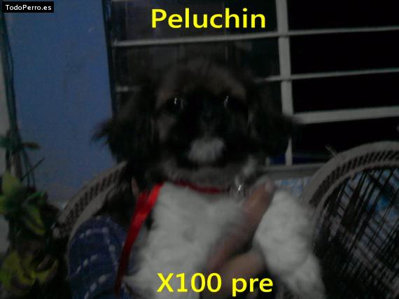 Foto del perro Peluchin