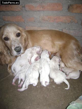 Foto del perro Mandy