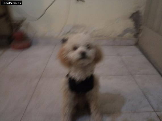 Foto del perro Vives