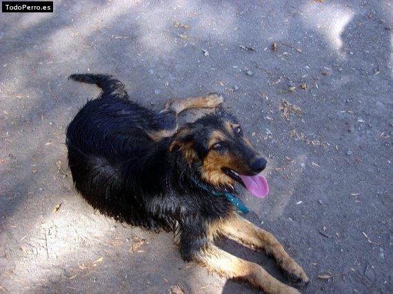 Foto del perro Negro