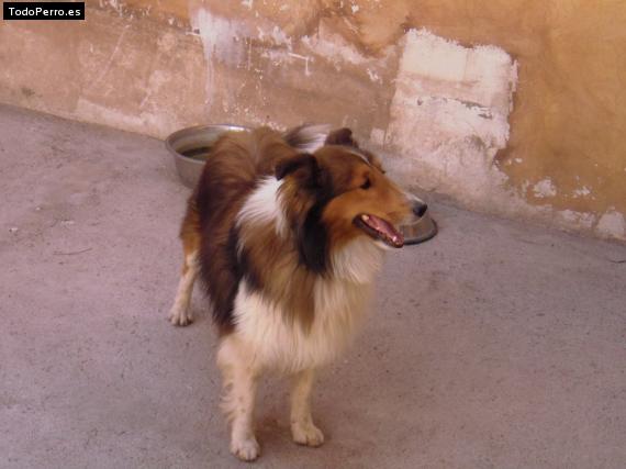 Foto del perro Maxi