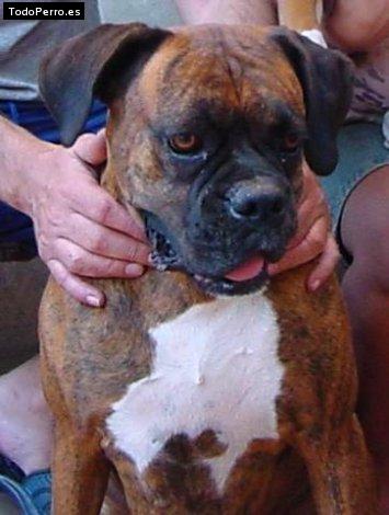 Foto del perro Bianca columbia star