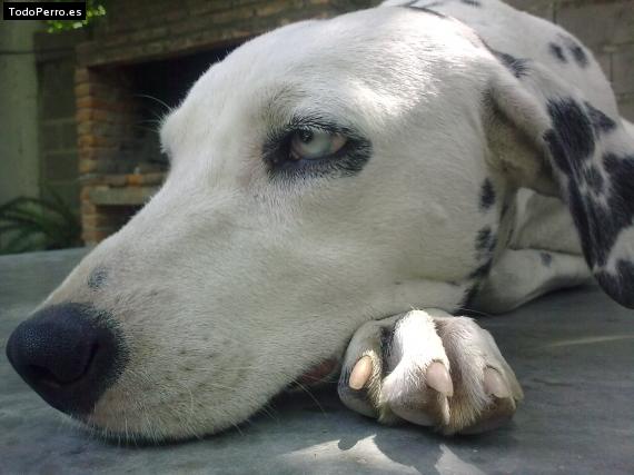 Foto del perro Violeta