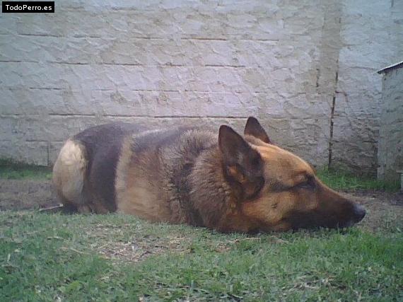 Foto del perro Lobo