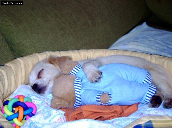 Foto del perro Nanuk