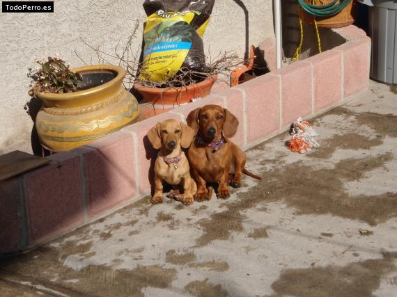 Foto del perro Daisy y sofy