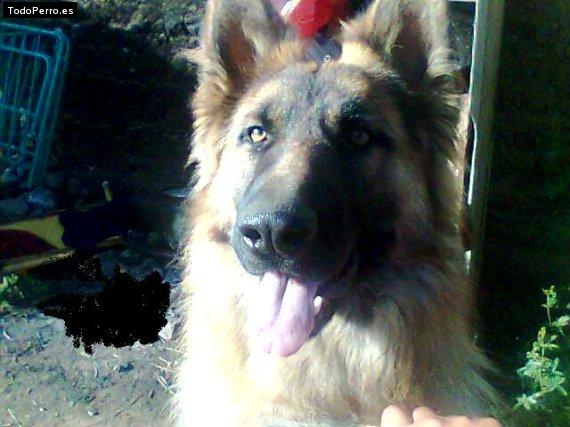 Foto del perro Benlly