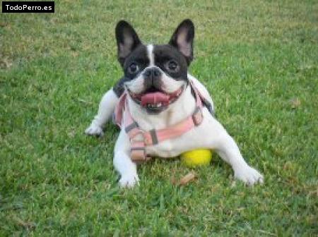 Foto del perro Estrella