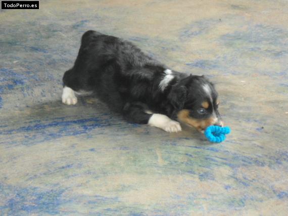 Foto del perro Balto