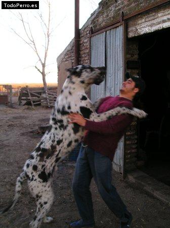 Foto del perro Pampero