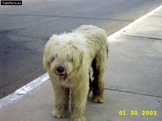 Foto del perro Chascona
