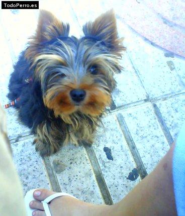 Foto del perro Terry