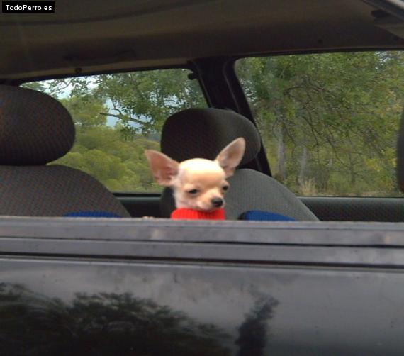 Foto del perro Pau de aranbel