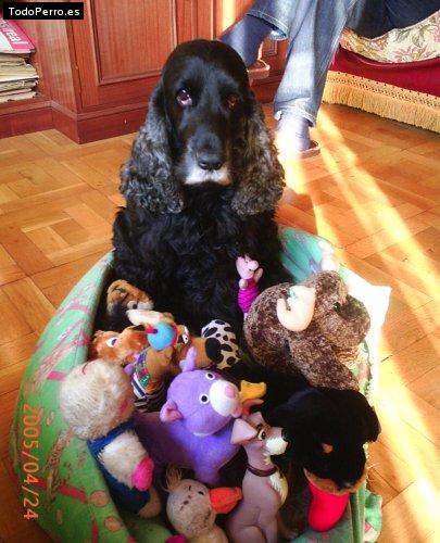 Foto del perro Tony