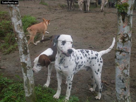 Foto del perro Ringo