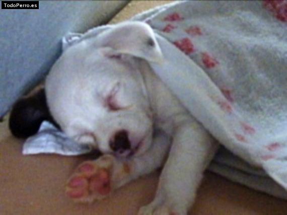 Foto del perro Tiza