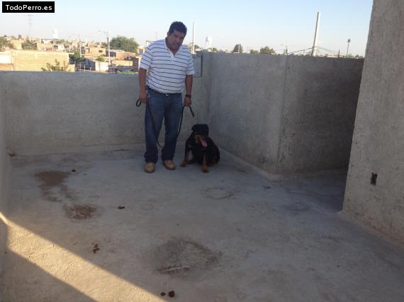 Foto del perro Balú,  tayzon,  blaky