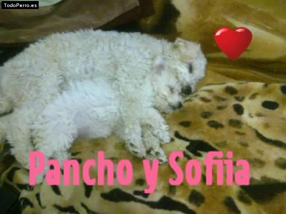 Foto del perro Panchito y sofi