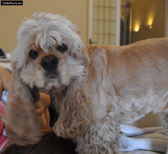 La foto del perro