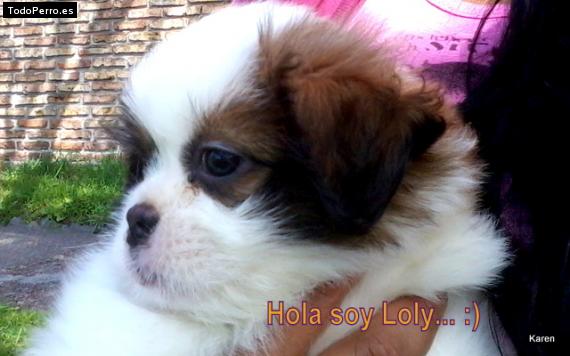 Foto del perro Loly