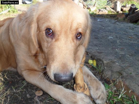 Foto del perro Buba