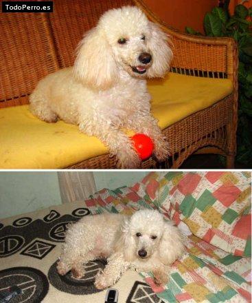 Foto del perro Nano