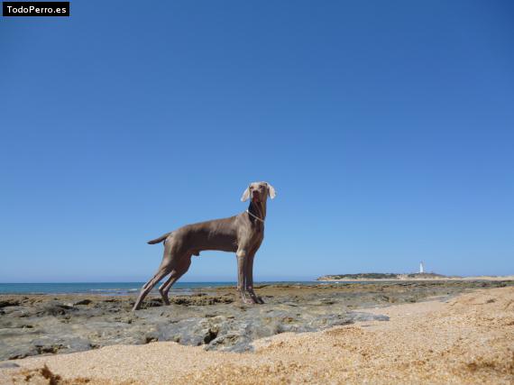 Foto del perro Goku