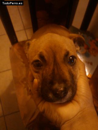 Foto del perro Huguy