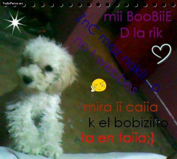 Foto del perro Bobby