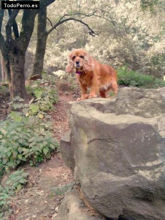 Foto del perro Burbuja