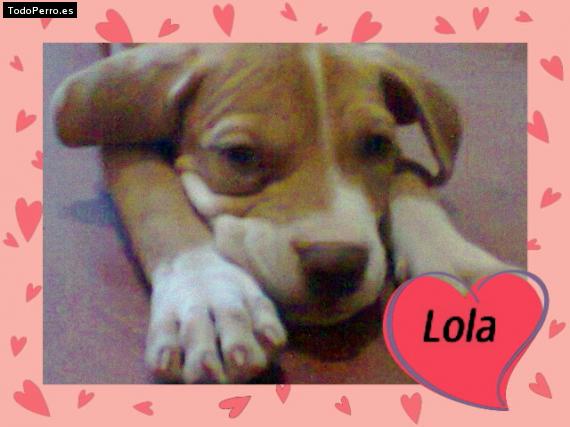 Foto del perro Lola