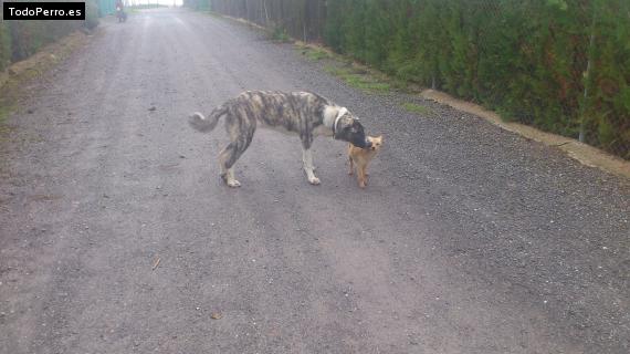 Foto del perro Quilla