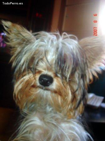 Foto del perro Jerry