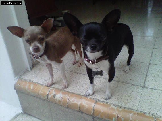 Foto del perro Jessy y luna