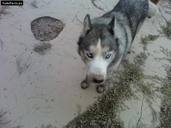 Foto del perro Matute