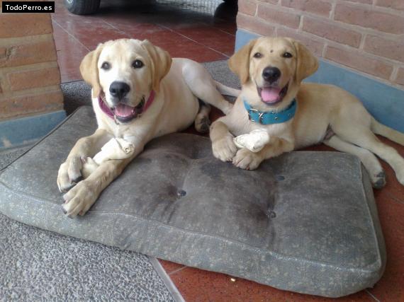 Foto del perro Daisy y ulises