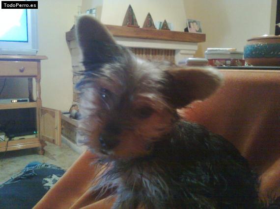 La foto del perro