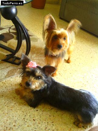 Foto del perro Doky y tiffany