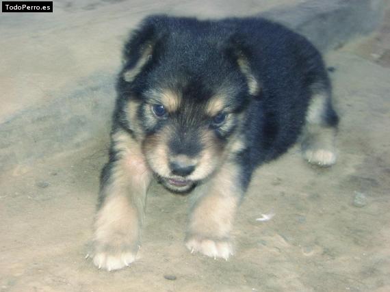 Foto del perro Oso