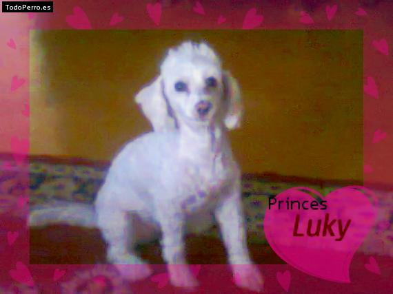 Foto del perro Lucky