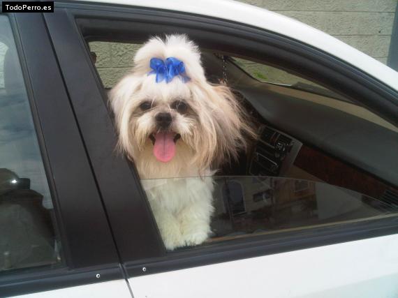 Foto del perro Fede pelucho