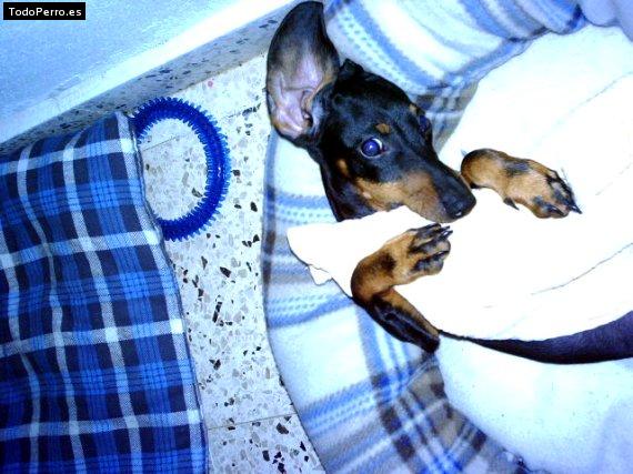 Foto del perro Brandon santos santiago