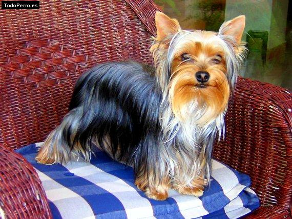 Foto del perro Noa
