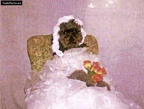 Foto del perro Tracy