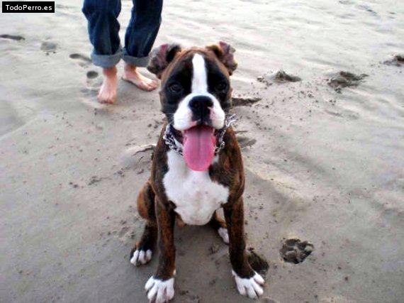 Foto del perro Iago de ca lametller