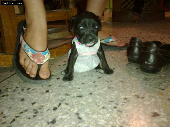 Foto del perro Yisel