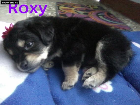 Foto del perro Roxy